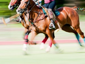 Polo continues to capture the hearts of people worldwide, and there are numerous events each year for those looking to experience it